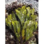 fucus