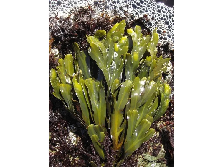 fucus
