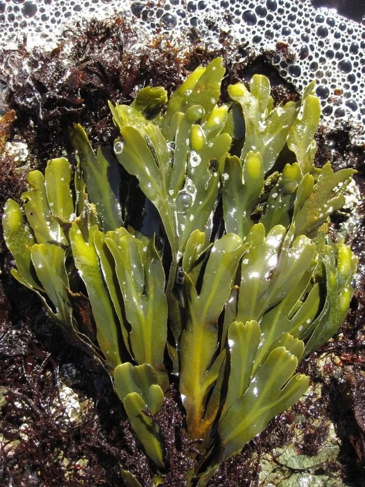 fucus