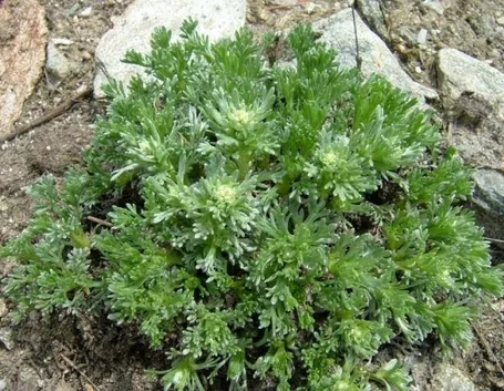 genepi