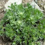 genepi