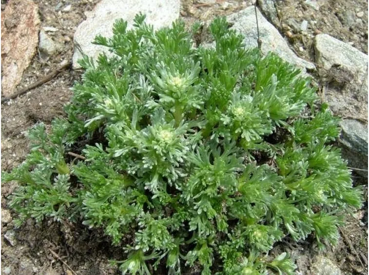 genepi