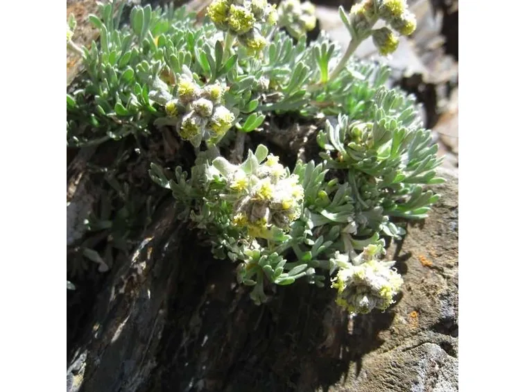 genepi