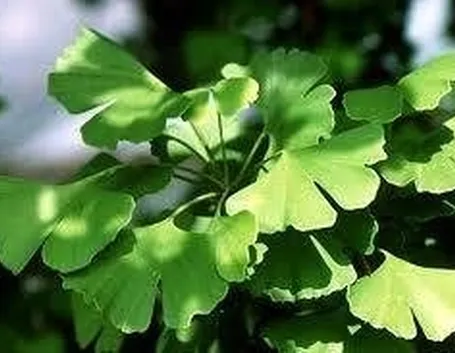 GINGKO BILOBA