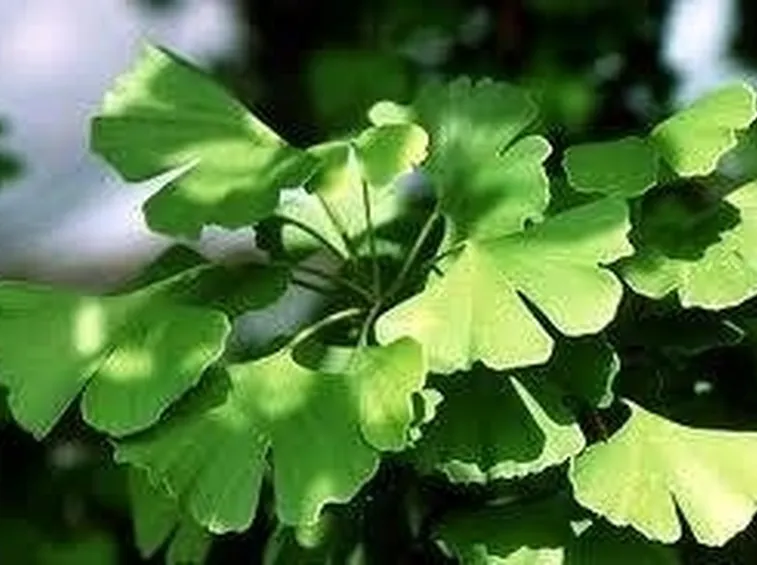 GINGKO BILOBA