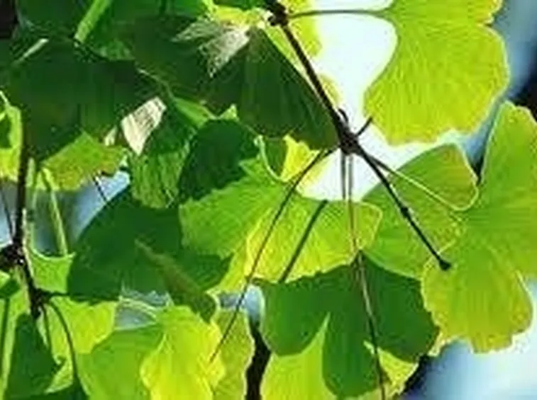 GINGKO BILOBA