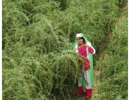 Piantagione di goji