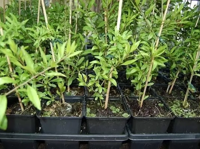 Piantine di goji