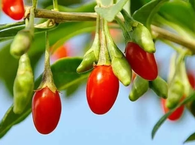 Bacche di goji