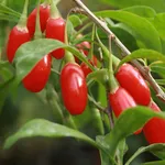 Bacche di Goji: Licyum Barbarum