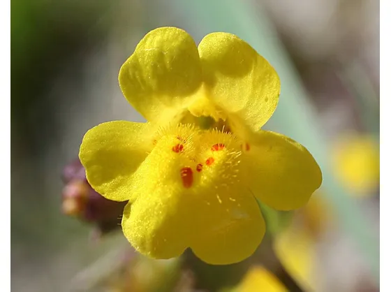 Il Mimulus guttatus