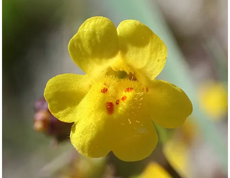 Il Mimulus guttatus