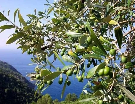 L’ulivo 