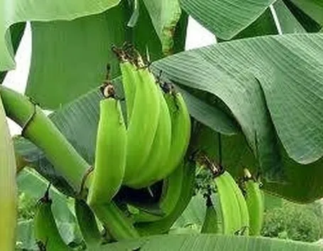 Piantaggine