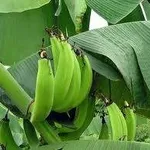 Piantaggine