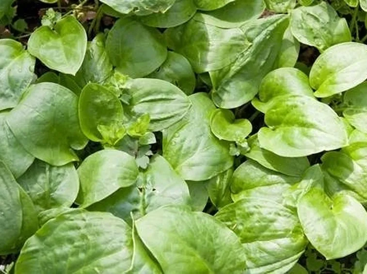 piantaggine