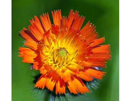 pilosella