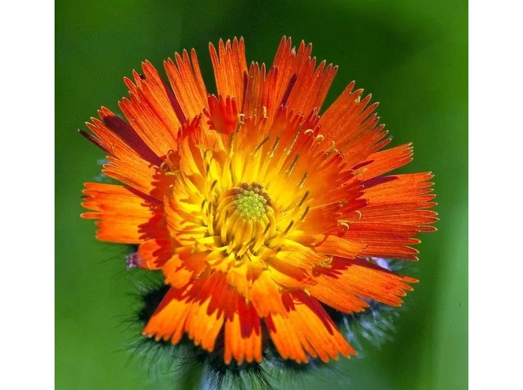 pilosella