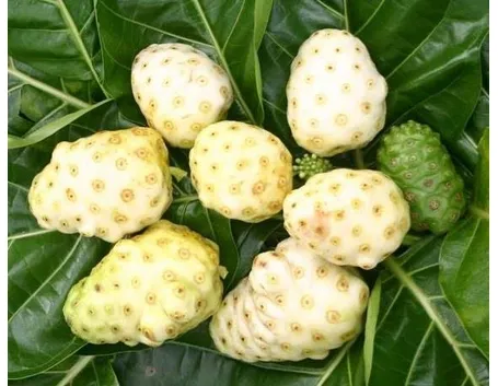 pianta di Noni