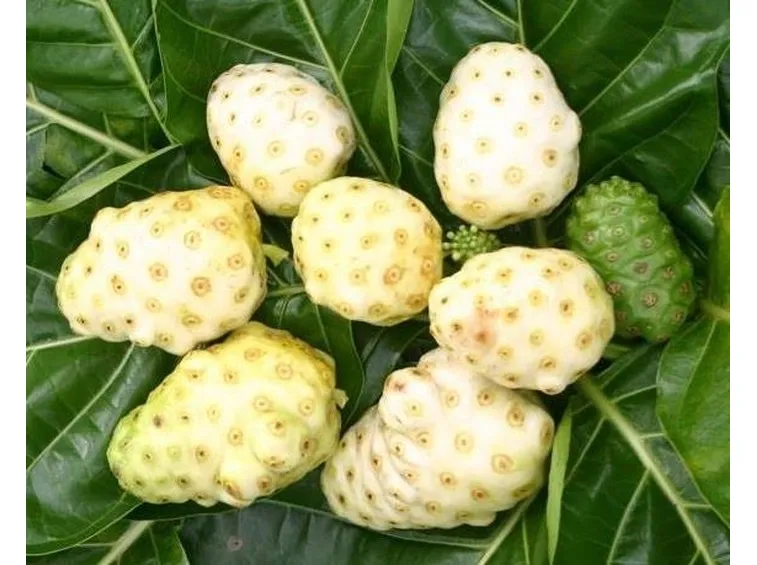 pianta di Noni