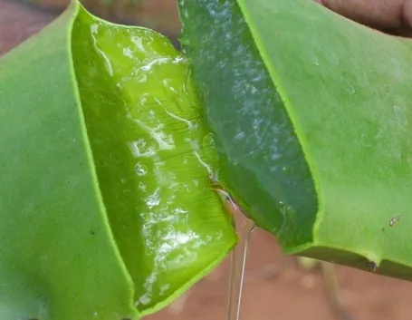 Succo di pianta fresca