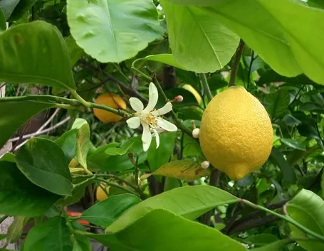 Frutto da cui si estrae il succo di bergamotto