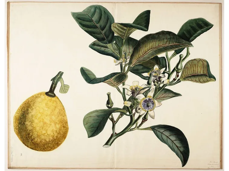 Citrus bergamia