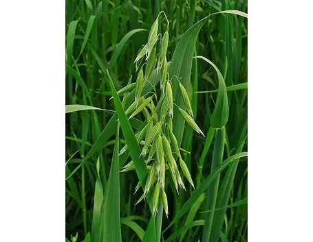 Pianta dell'avena