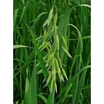 Pianta dell'avena