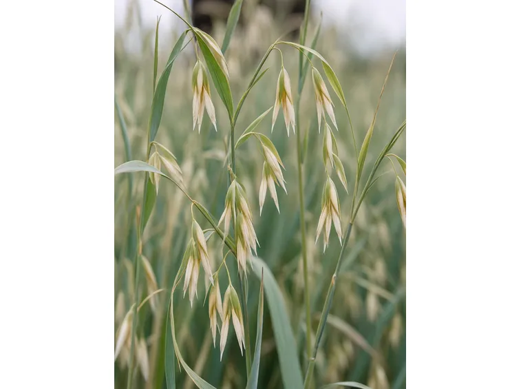 Pianta dell'avena