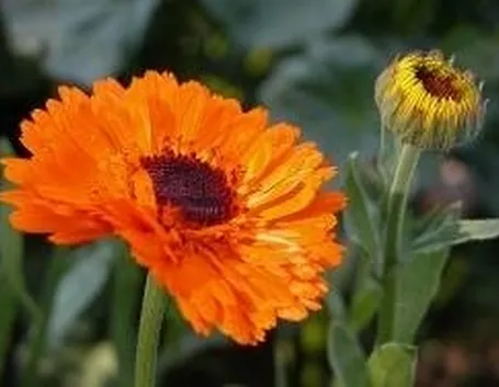 tintura madre calendula