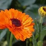 tintura madre calendula