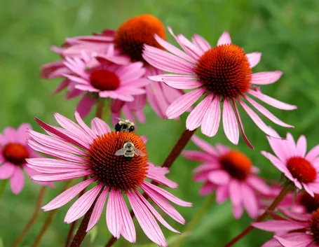 fiore echinacea