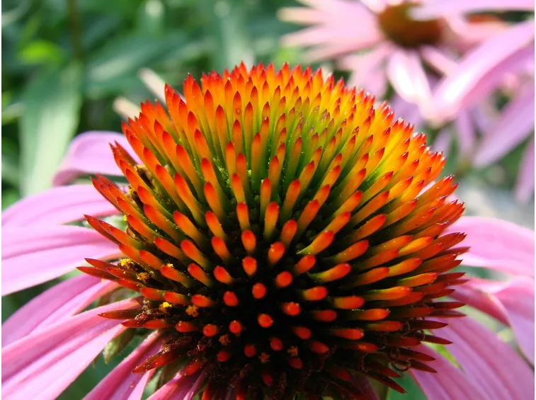 tintura madre echinacea