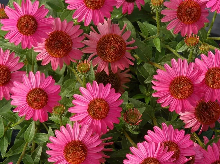 fiori echinacea