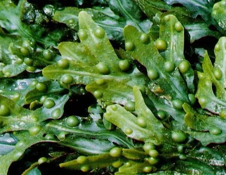 fucus