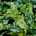fucus
