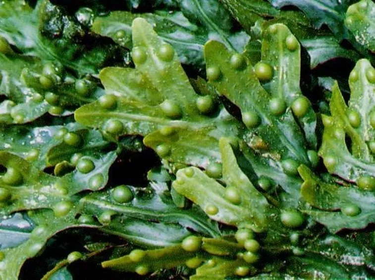fucus