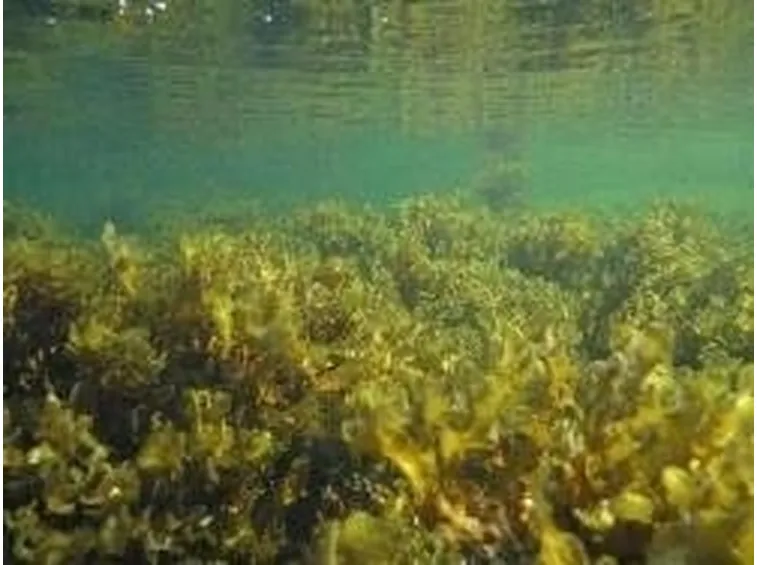 fucus in acqua