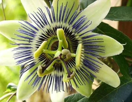 passiflora