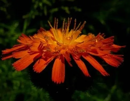 pilosella fiore