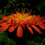 pilosella fiore