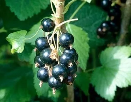 Ribes Nigrum