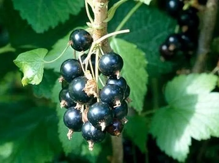 Ribes Nigrum