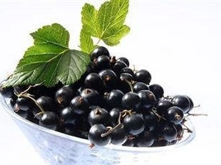 Ribes Nigrum