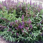 La pianta della salvia, riconoscibile per i suoi fiori viola raccolti in grappoli