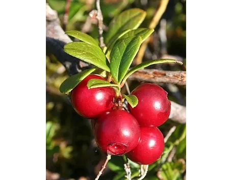 uva ursina