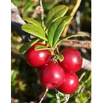 uva ursina
