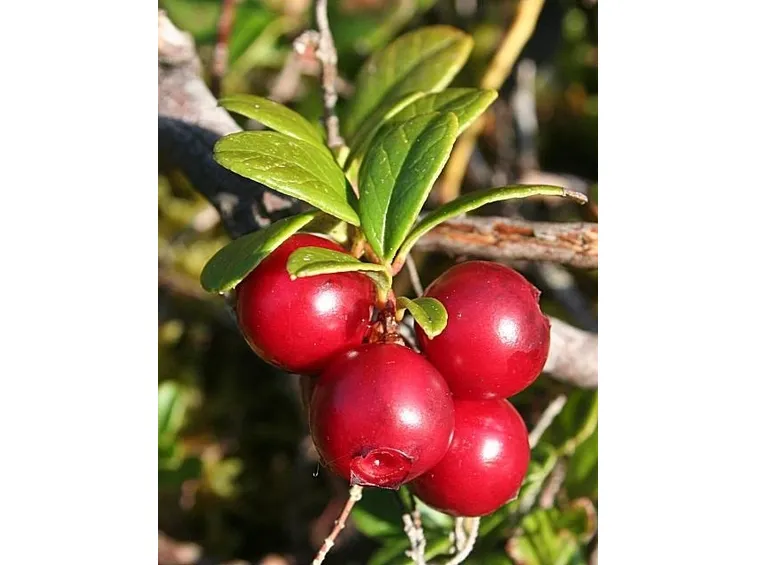 uva ursina