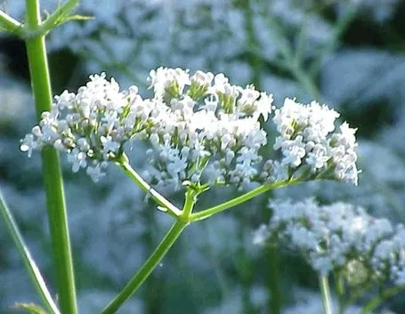 tintura madre valeriana